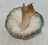 Leucoagaricus caerulescens image