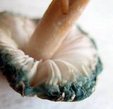 Leucoagaricus caerulescens image