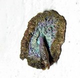 Leucoagaricus caerulescens image