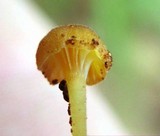 Rickenella fibula image