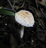 Leucocoprinus cepistipes image
