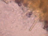 Melanoleuca subpulverulenta image