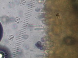 Melanoleuca subpulverulenta image