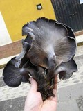 Omphalotus mexicanus image