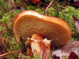 Suillus grevillei image