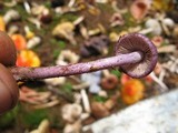 Inocybe lilacina image