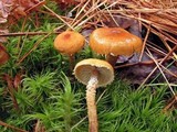 Cystoderma jasonis image