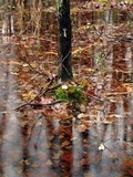 Hygrophorus speciosus image