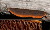 Gloeophyllum sepiarium image