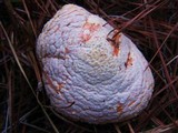 Amanita persicina image