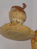 Amanita persicina image