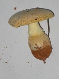 Amanita persicina image
