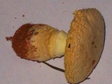 Amanita persicina image