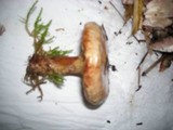 Paxillus involutus image