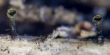 Calicium trabinellum image