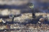 Calicium trabinellum image