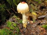Lepiota magnispora image