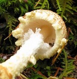 Lepiota magnispora image