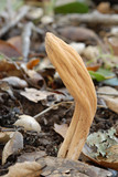 Clavariadelphus occidentalis image