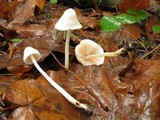 Alboleptonia adnatifolia image
