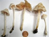 Alboleptonia adnatifolia image