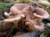 Clitocybe squamulosa image
