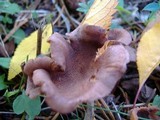 Clitocybe squamulosa image