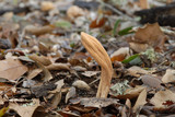 Clavariadelphus occidentalis image