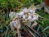 Abortiporus biennis image