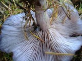 Lepista sordida image