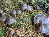 Lepista sordida image
