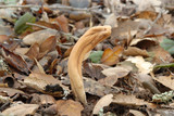Clavariadelphus occidentalis image
