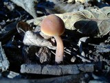 Macrocystidia cucumis image