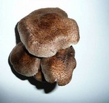 Tricholoma scalpturatum image