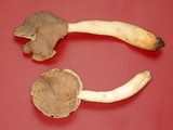 Helvella compressa image