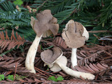 Helvella compressa image
