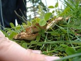 Abortiporus biennis image