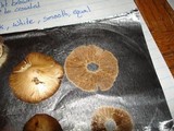 Inocybe rimosa image