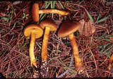 Cortinarius cinnamomeus image