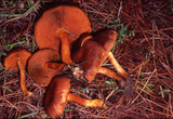 Cortinarius cinnamomeus image