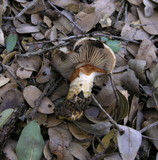 Cortinarius glutinosoarmillatus image