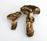 Cortinarius glutinosoarmillatus image