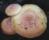 Lactarius chrysorrheus image