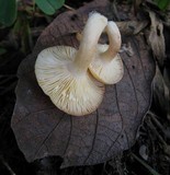 Lactarius chrysorrheus image