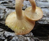 Lactarius chrysorrheus image