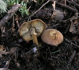Cystoderma fallax image