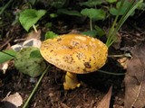 Amanita flavoconia var. inquinata image