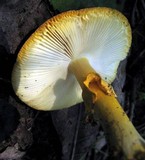 Amanita flavoconia var. inquinata image
