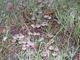 Mycena leptocephala image