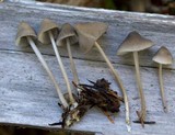 Mycena leptocephala image